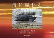 海に憧れる Leatherback Sea Turtle